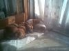 Nome del file : Cani_a_riposo.jpg
Dimensione file : 61KB
Dimensioni : 800x600
Aggiunta il : 19 Lug 2010 Cani_a_riposo.jpg
