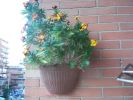 Nome del file : Fiori_sul_balcone1_p.jpg
Dimensione file : 87KB
Dimensioni : 800x600
Aggiunta il : 29 Mar 2008 Fiori_sul_balcone1_p.jpg