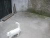 Nome del file : Gatto3.jpg
Dimensione file : 87KB
Dimensioni : 800x600
Aggiunta il : 25 Gen 2009 Gatto3.jpg