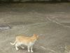 Filename=Gatto_olevanese.jpg
Filesize=157KB
Dimensions=800x600
Date added=Jun 24, 2008 Gatto_olevanese.jpg