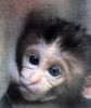 Nome del file : Macaco.jpg
Dimensione file : 28KB
Dimensioni : 469x557
Aggiunta il : 02 Apr 2008 Macaco.jpg