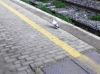 Nome del file : Piccione_in_stazione.jpg
Dimensione file : 29KB
Dimensioni : 428x320
Aggiunta il : 07 Ago 2009 Piccione_in_stazione.jpg